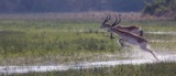 Seba - Lechwe Leap